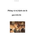 Phòng và trị bệnh sán lá gan trên bò