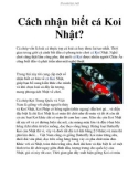 Cách nhận biết cá Koi Nhật?