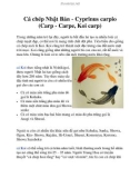 Cá chép Nhật Bản - Cyprinus carpio (Carp - Carpe, Koi carp)