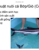 Kỹ thuật nuôi cá Bớp/Giò (Cobia)