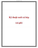 Kỹ thuật nuôi cá bóp (cá giò)