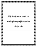 Kỹ thuật ươm nuôi và cách phòng trị bệnh cho cá sặc rằn