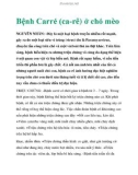 Bệnh Carré (ca-rê) ở chó mèo