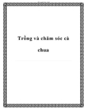 Trồng và chăm sóc cà chua