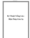 Kỹ Thuật Trồng Lúa Biện Pháp Gieo Sạ