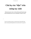 Chú bọ rùa 'đậu' trên móng tay xinh