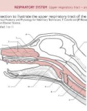 Ebook Introduction to veterinary anatomy and physiology flashcards: Part 2