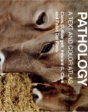 Ebook Bovine pathology - A text and color atlas: Part 1