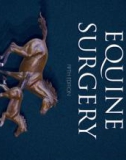 Ebook Equine surgery (5/E): Part 1