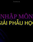 Bài giảng Nhập môn giải phẫu học