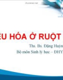 Bài giảng Tiêu hóa ở ruột non - ThS. BS Đặng Huỳnh Anh Thư