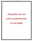 Những điều chú ý khi nuôi cá rô phi bằng thức ăn công nghiệp