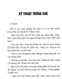 Kỹ thuật trồng chè