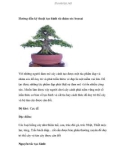 Hướng dẫn kỹ thuật tạo hình và chăm sóc bonsai