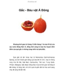 Gấc - Báu vật Á Đông