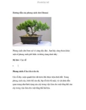 Hướng dẫn các phong cách chơi Bonsai