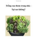 Trồng rau thơm trong nhà