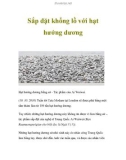 Sắp đặt khổng lồ với hạt hướng dương