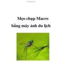 Mẹo chụp Macro bằng máy ảnh du lịch