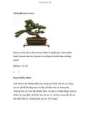 Cách phân loại bonsai