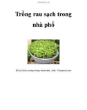 Trồng rau sạch trong nhà phố