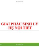 Bài giảng Giải phẫu sinh lý - Bài 11: Giải phẫu sinh lý hệ nội tiết