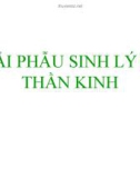 Bài giảng Giải phẫu sinh lý - Bài 4: Giải phẫu sinh lý hệ thần kinh