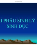 Bài giảng Giải phẫu sinh lý - Bài 10: Giải phẫu sinh lý hệ sinh dục