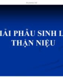 Bài giảng Giải phẫu sinh lý - Bài 9: Giải phẫu sinh lý thận niệu