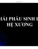 Bài giảng Giải phẫu sinh lý - Bài 2: Giải phẫu sinh lý hệ xương