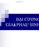 Bài giảng Giải phẫu sinh lý - Bài 1: Đại cương giải phẫu sinh lý