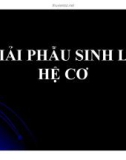 Bài giảng Giải phẫu sinh lý - Bài 3: Giải phẫu sinh lý hệ cơ