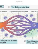 Bài giảng bệnh học viêm part 4