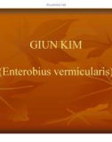 Bài giảng Giun kim (Enterobius vermicularis)