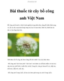 Bài thuốc từ cây bồ công anh Việt Nam