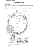 Bài giảng Mô phôi: Cơ quan thị giác