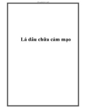 Lá dâu chữa cảm mạo