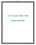 Cây rẻ quạt chữa viêm họng mãn tính