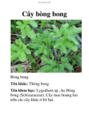 Cây bòng bong