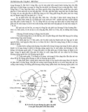 Phôi thai học part 4