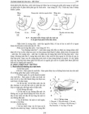 Phôi thai học part 8