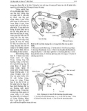 Phôi thai học part 2