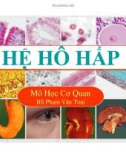 Bài giảng y khoa: Hệ hô hấp