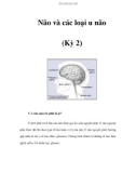 Não và các loại u não (Kỳ 2)