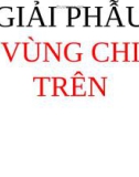 Bài giảng Giải phẫu vùng chi trên