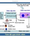 Bài giảng bệnh học viêm part 3