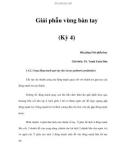 Giải phẫu vùng bàn tay (Kỳ 4)