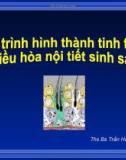 Bài giảng Quá trình hình thành tinh trùng điều hòa nội tiết sinh sản