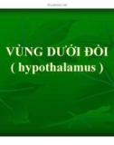 Bài giảng Vùng dưới đồi - Hypothalamus