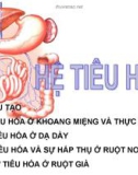 Hệ tiêu hóa